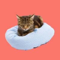Schlafplätze und Möbel für Katzen