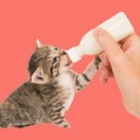 Katzenmilch