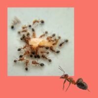 Ameisenköder